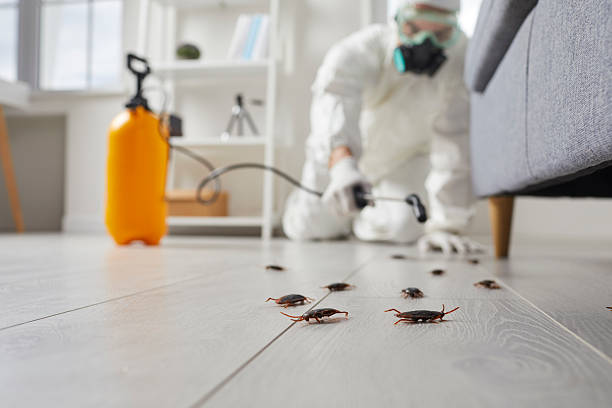 Commercial Kitchen Cockroach Control in Seis Lagos